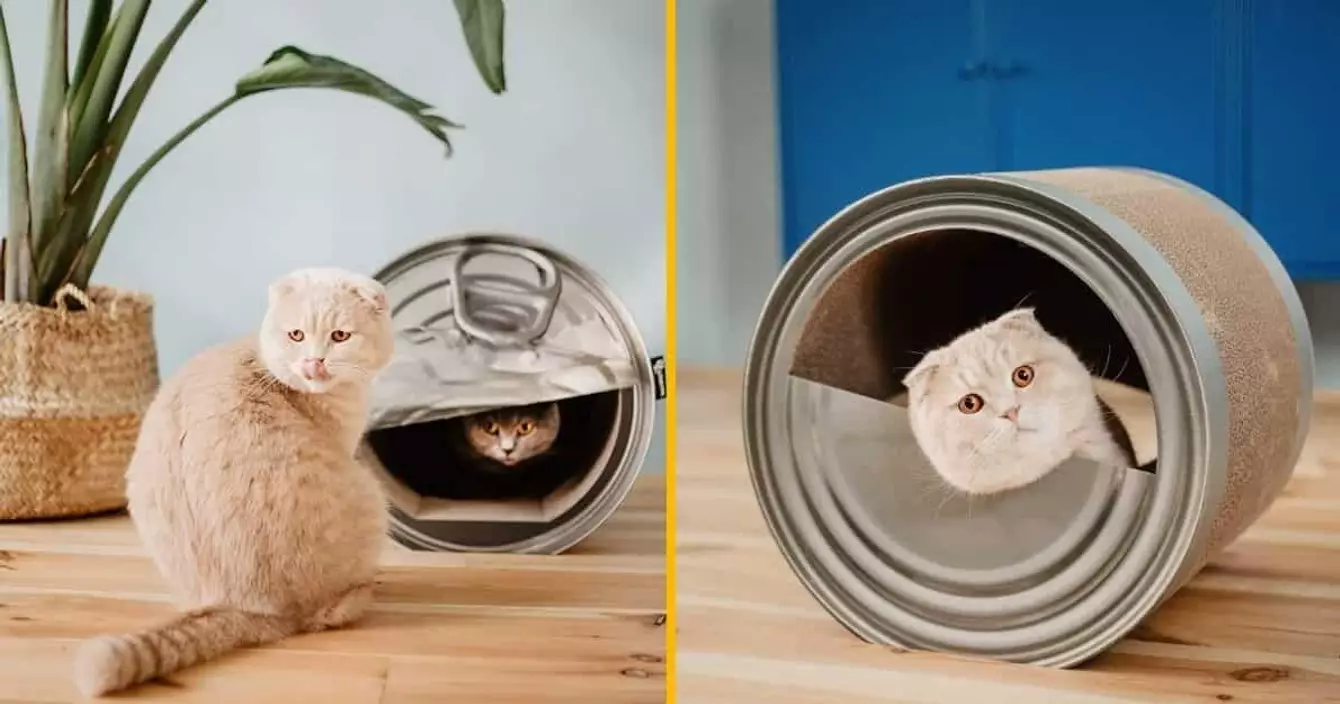 grattoir-boite-converse-pour-chat