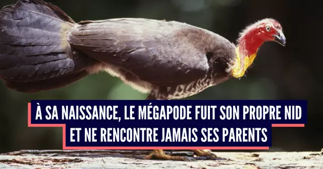 UNE-animaux-badass