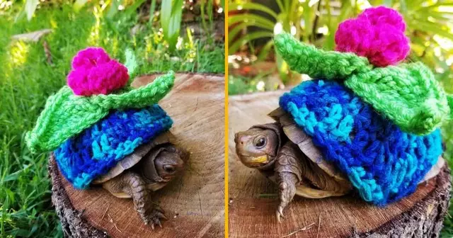 costume-bulbizarre-pokemon