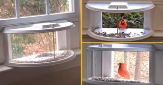 mangeoire-fenetre-oiseaux-viennent-prendre-petit-dej-salon