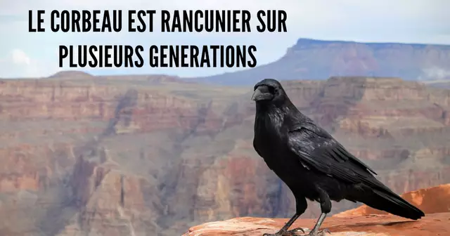corbeau
