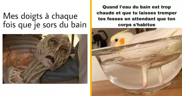 top memes bain