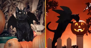 costume-chauve-souris-animal