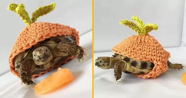 costume-tortue-carotte