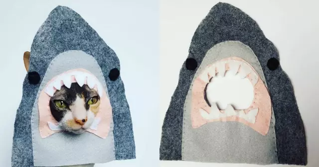 bonnet-requin-chat