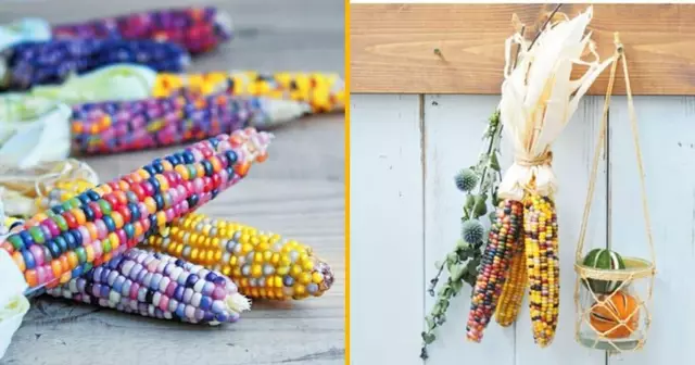 mais-arc-ciel-faire-pousser