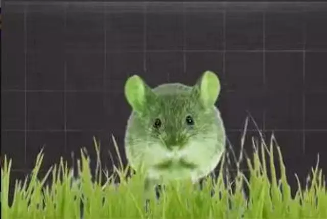 souris-verte-vignette