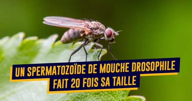 UNE-ANIMAUX-VIE-SEXUELLE