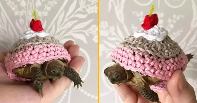 costume-tortue-gateau