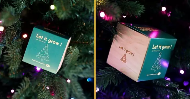 sapin-pousser-toi-meme