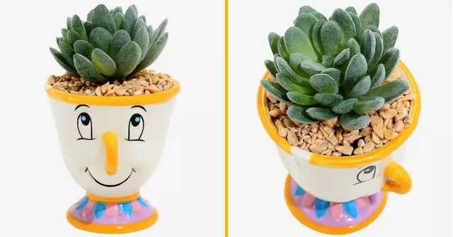 succulente-la-belle-et-la-bete