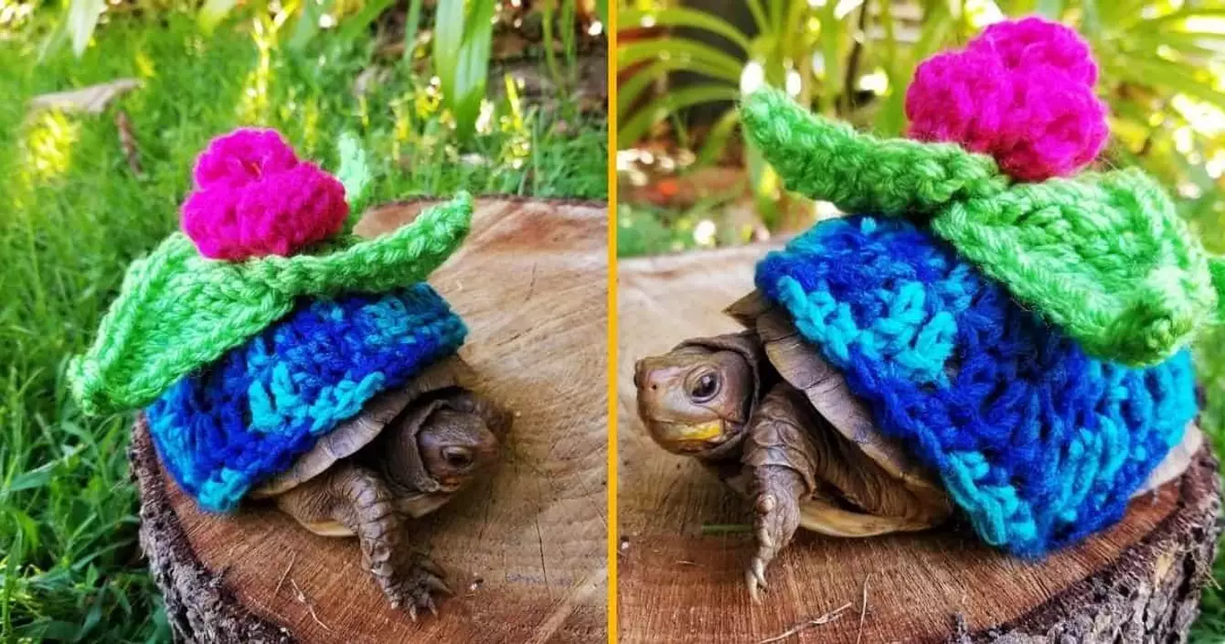 costume-bulbizarre-pokemon