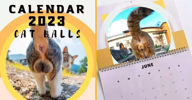 calendrier-fesse-chat