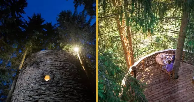 cocon-arbres-occitanie