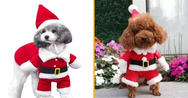 deguisement-pour-chien-papa-noel