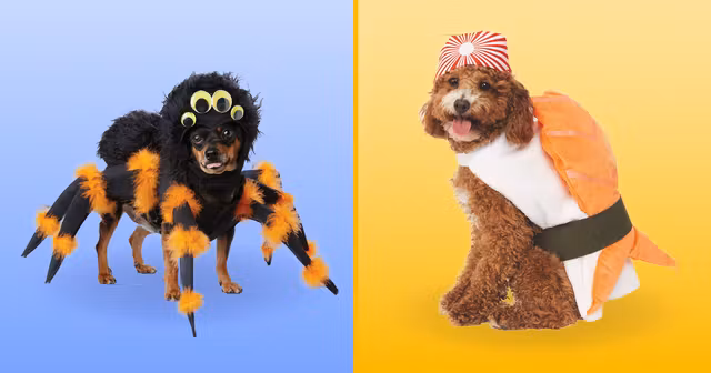 UNE_SHOPPING_costumes-chiens