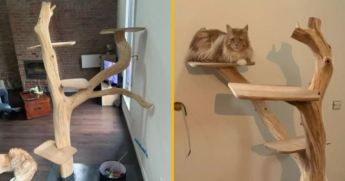 support-bois-chat-savane