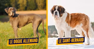 TOP races chiens grand 1