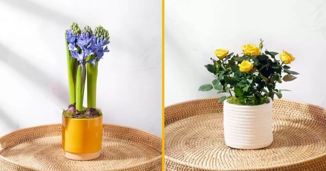 plantes-effet-jungle