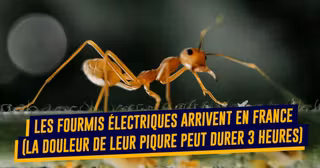 UNE-TOP-ANIAMUX-FLIPPANTS-DEBARQUENT