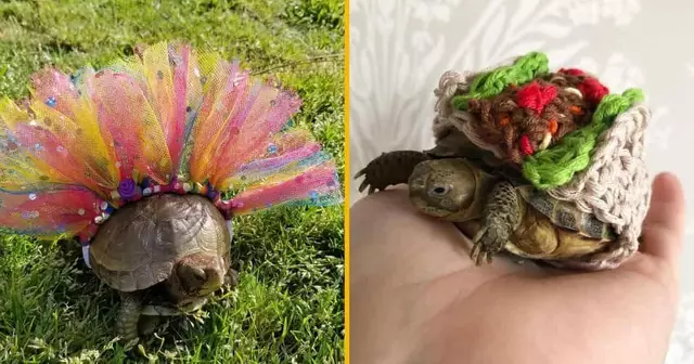 UNE_SHOPPING_COSTUME_TORTUE