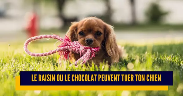 une_danger_chien