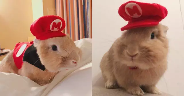 chapeau-rongeur-mario