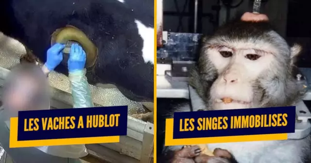 une_torture_animale