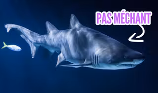 une_requin