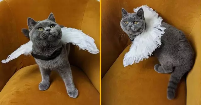 costume-ange-chat