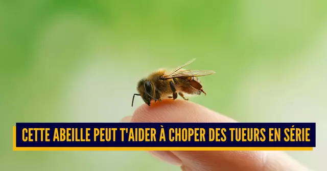 UNE-abeilles-trucs-fou