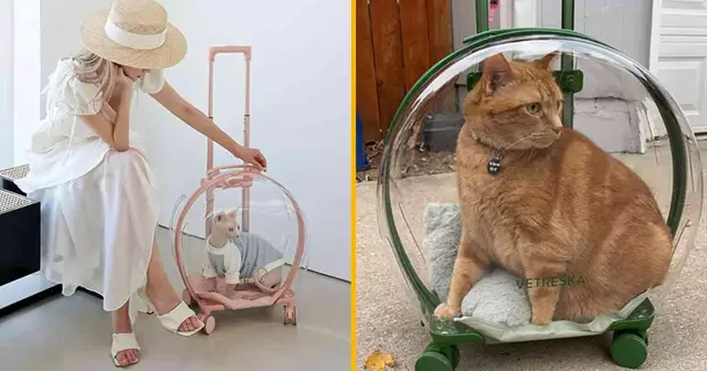 valise-transparente-transporter-chat