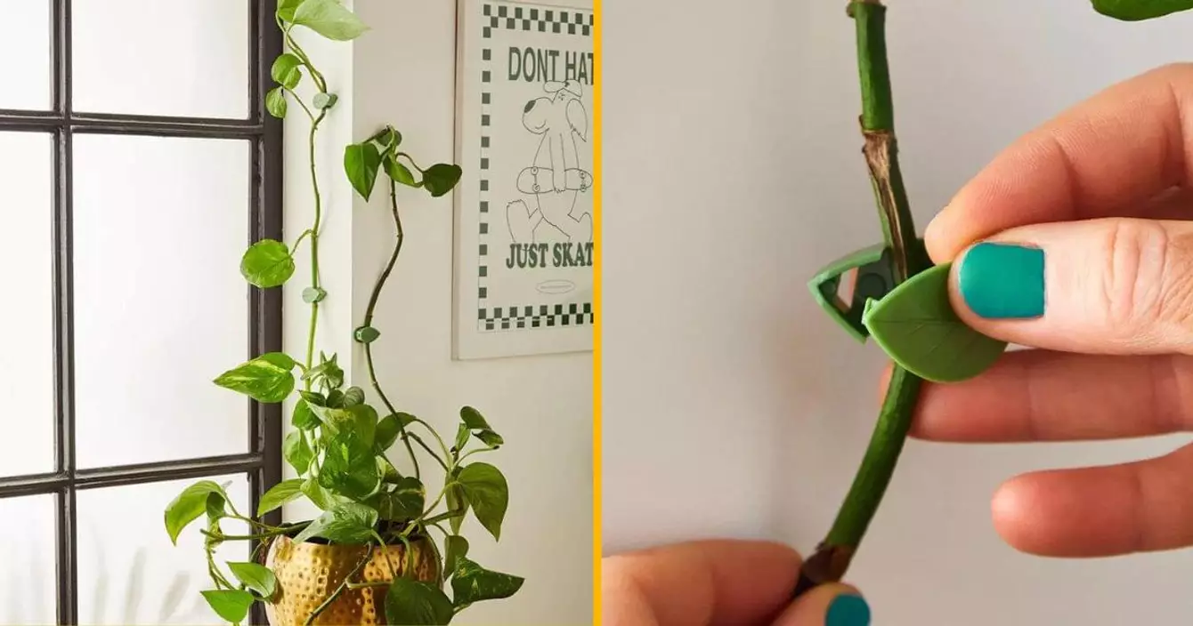 clips-feuille-grimper-plantes-interieur