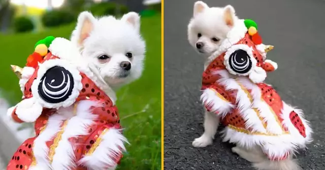 costume-chien-nouvel-an-chinois