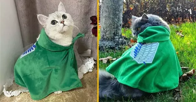 cap chat attaque des titans