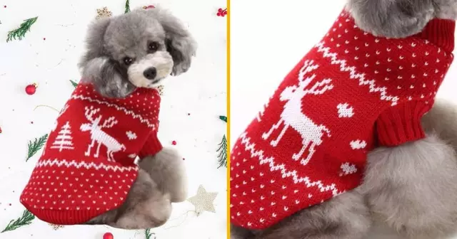 pull-noel-chien-renne