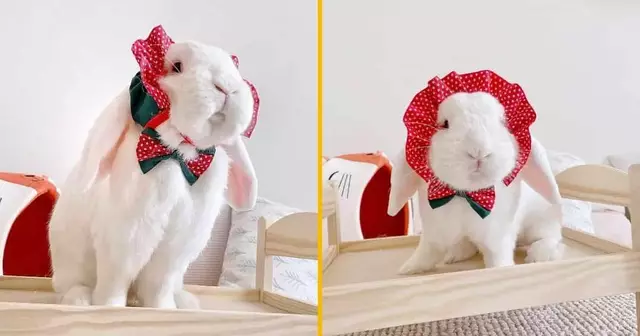 bonnet-noel-pour-lapin