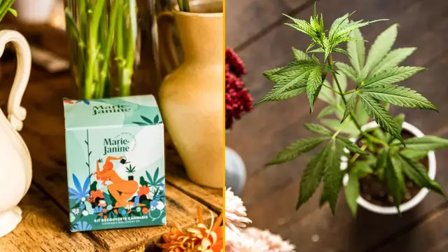 kit-chanvre-planter-taux-legal-thc