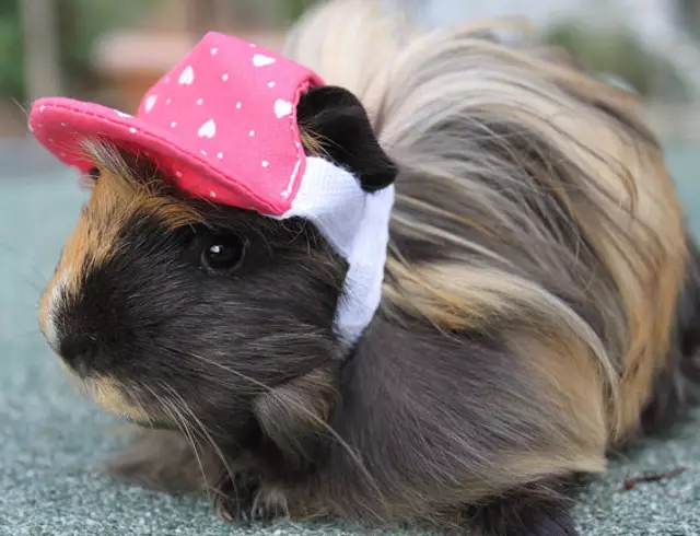 casquette hamster