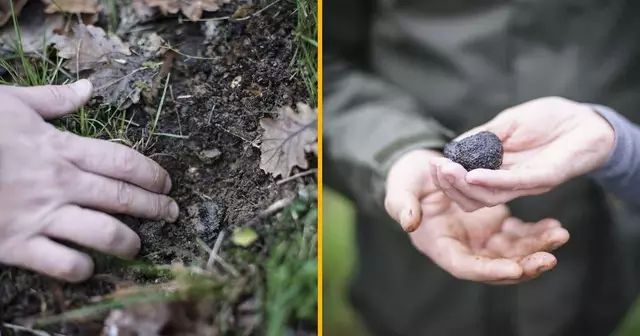 coffret-devenir-proprietaire-arbre-truffier