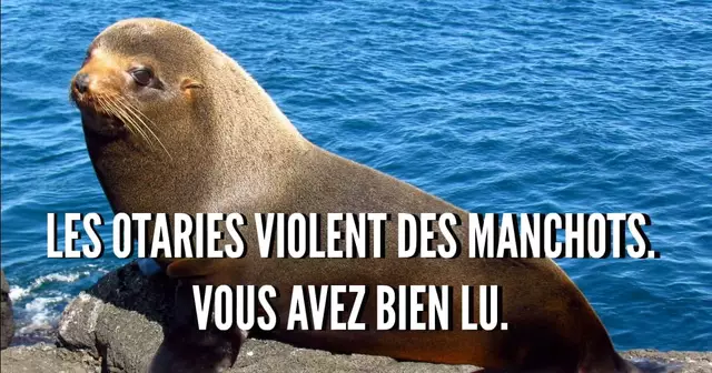 Galapagos_Fur_Seal_Santiago_Island