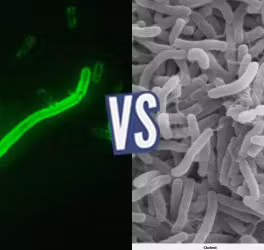 battle-363169-1426186224