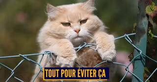 shutterstock_106675394 (1)