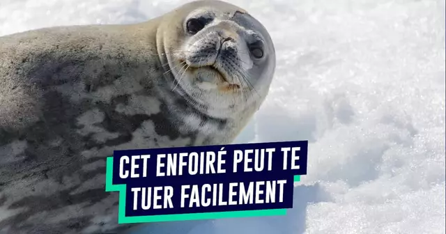 TOP dangers antarctique