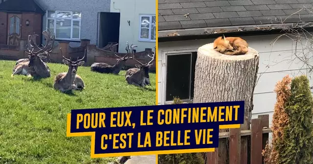 top animaux confinement