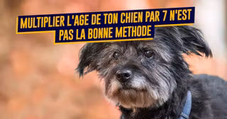 une_chiens_age