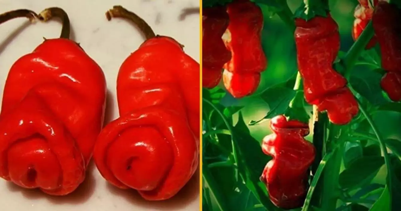 pot-pousser-piments-forme-penis