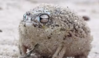 une_grenouille_papouille