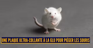 ASTUCES ANTI NUISIBLES