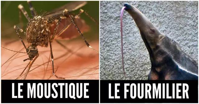 une animau fellation